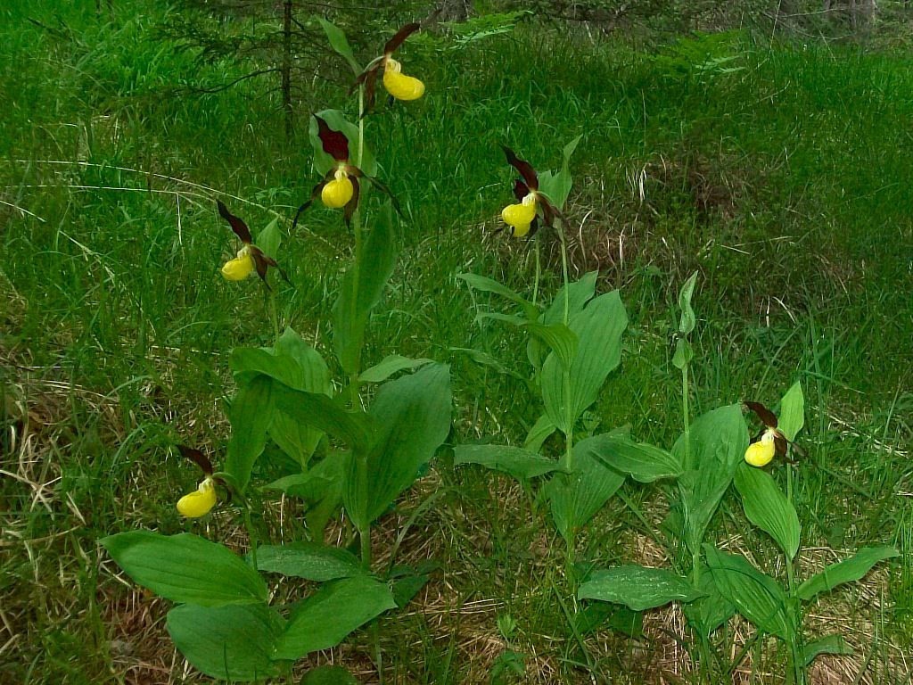 Cypripedium calceolus (ora in fiore)